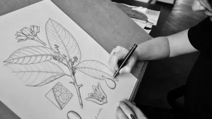 A Kew botanical artist drawing, Sandrine Vives-Rotger
