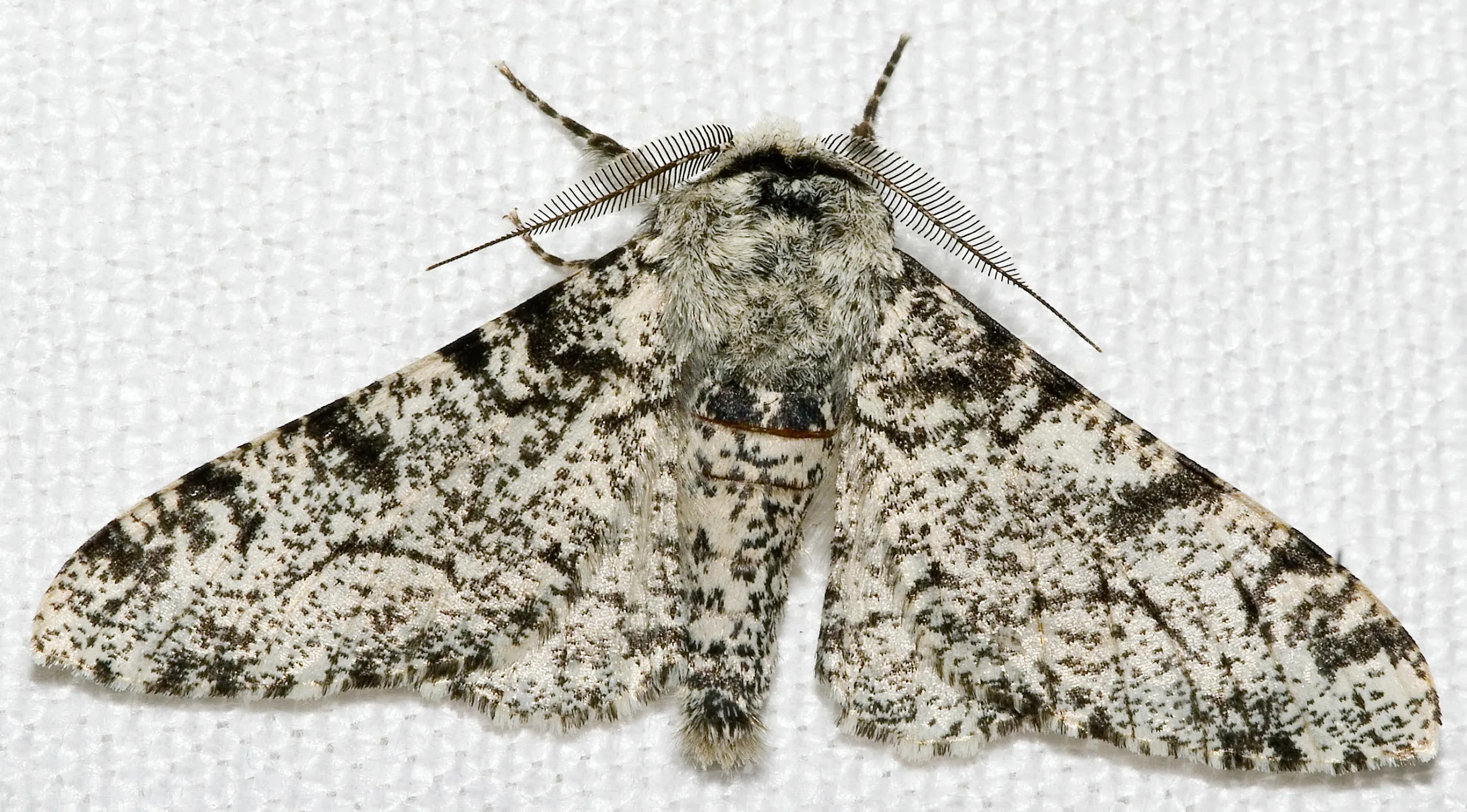 A cream-coloured moth with dark speckles