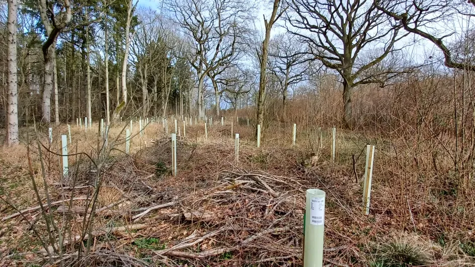Tree saplings in a woodland © RBG Kew