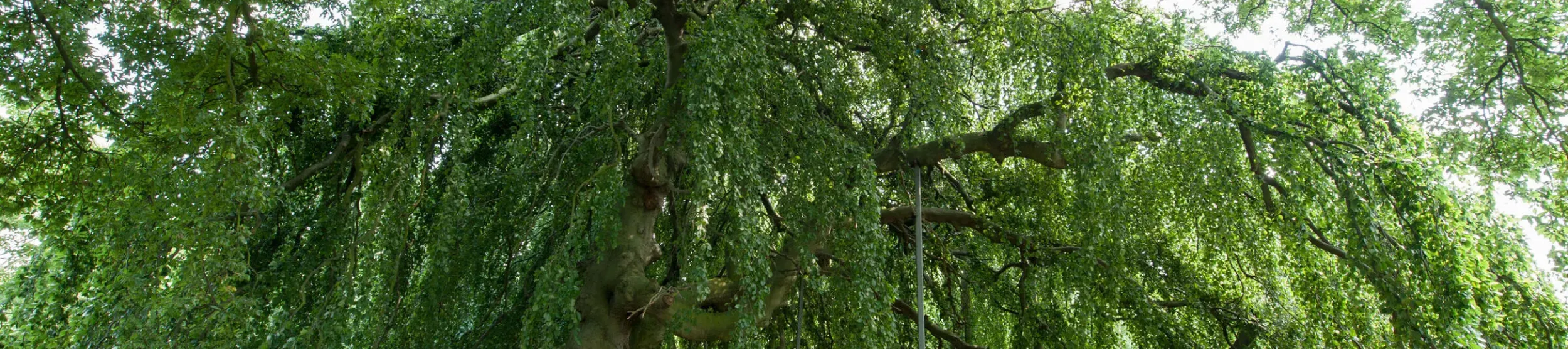 Fagus sylvatica