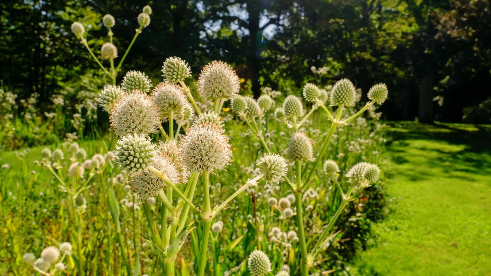 Spiky heads of rattlesnake master plant, on the American Prairie at Wakehurst